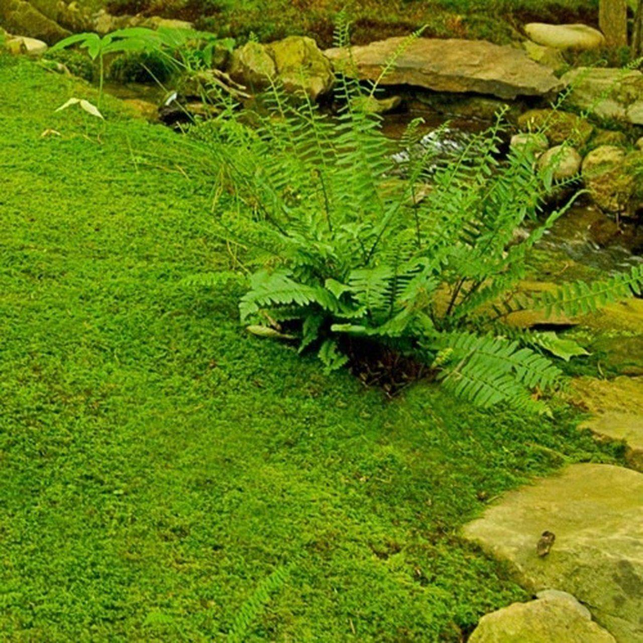 Rock Gardens Images
