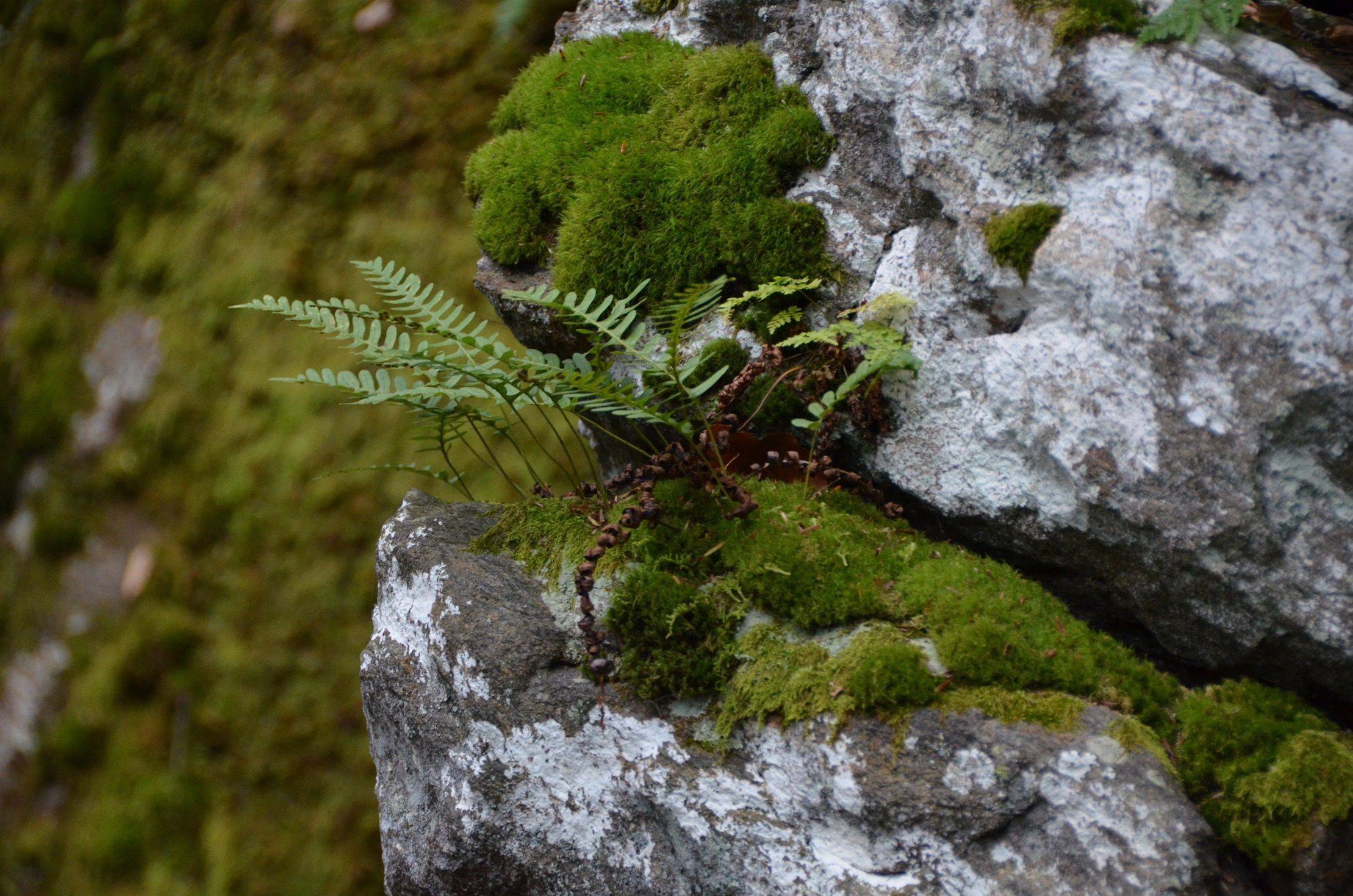 Japanese Fern Moss Forest Garden Gunbidesign