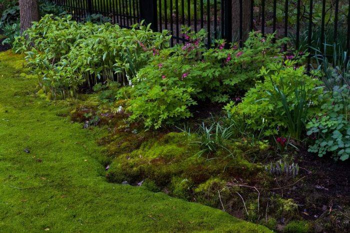 Plants