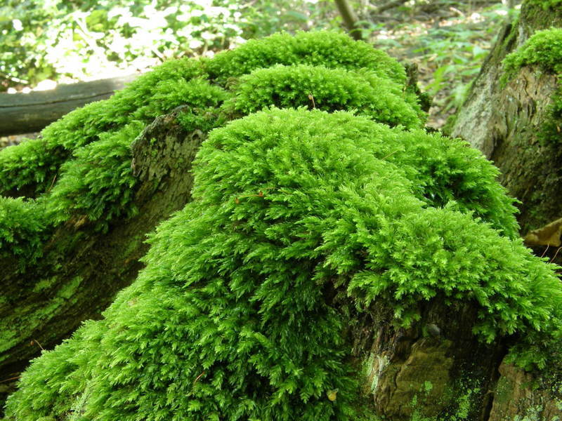 Moss Garden Miniature Fern Forest Mossarium Moss Garden