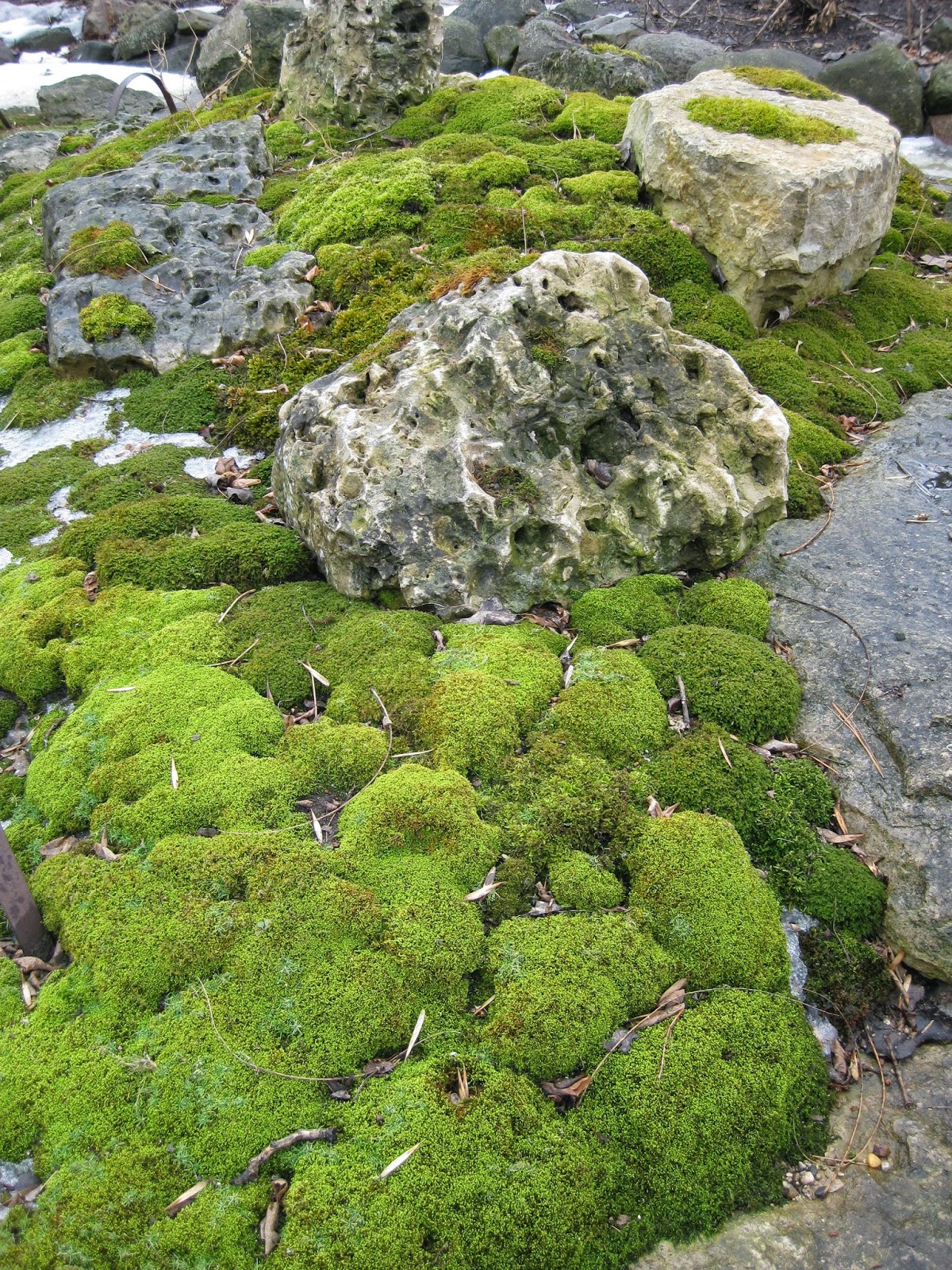 Fern Wall Installation