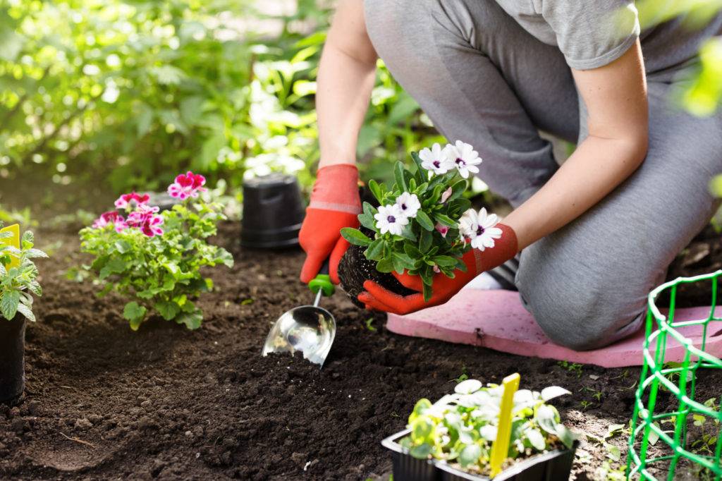 Summer Planting