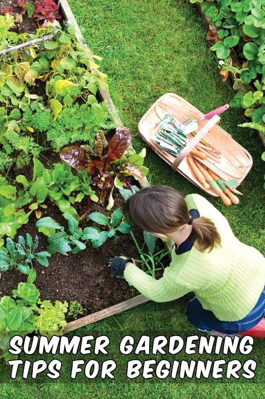 A Better Summer Garden