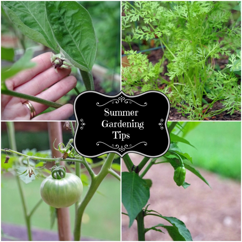 Late Summer Planting Tips