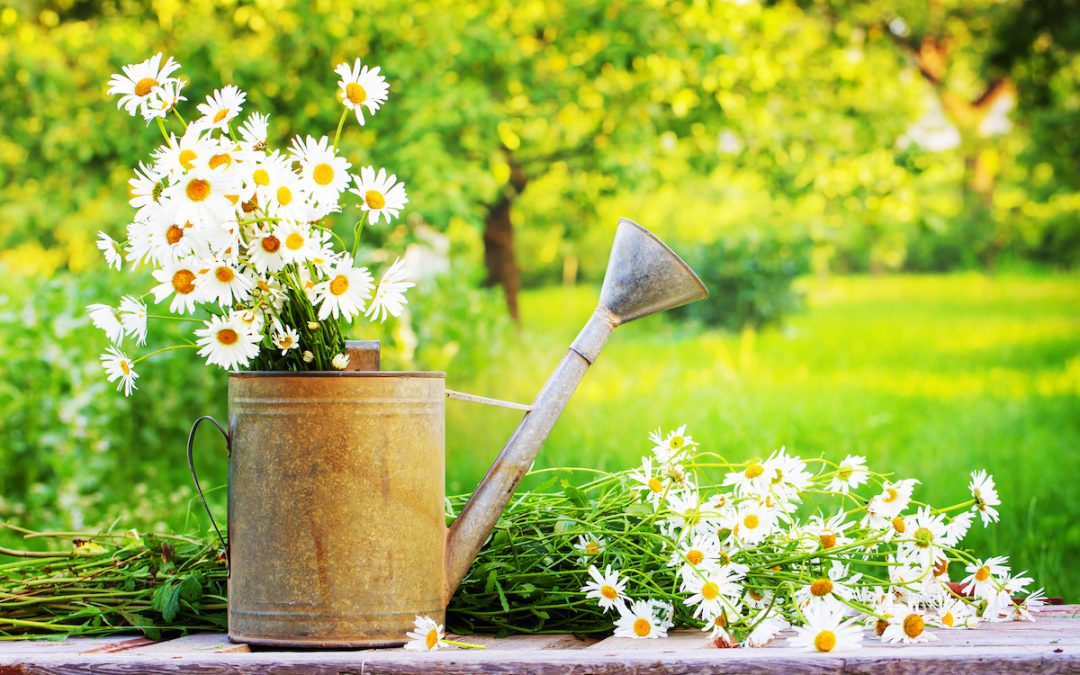 Summer Gardening Tips