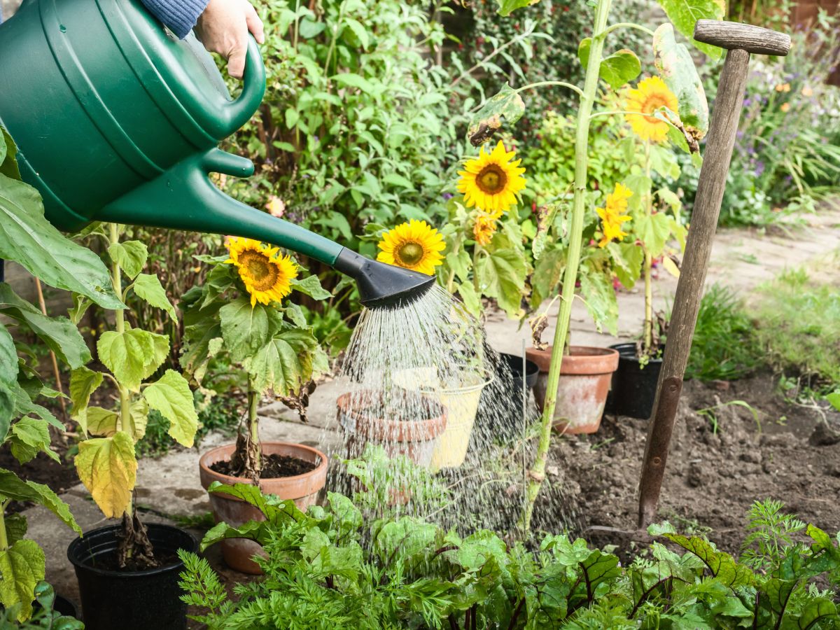 Your Summer Garden