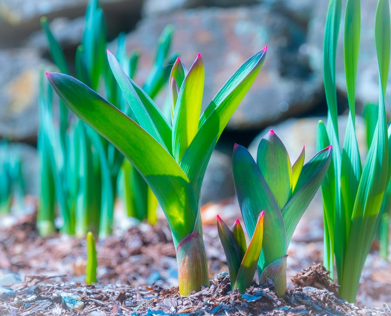 Garden Checklist