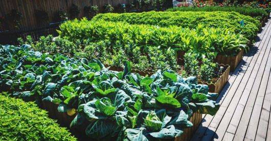 Garden Checklist