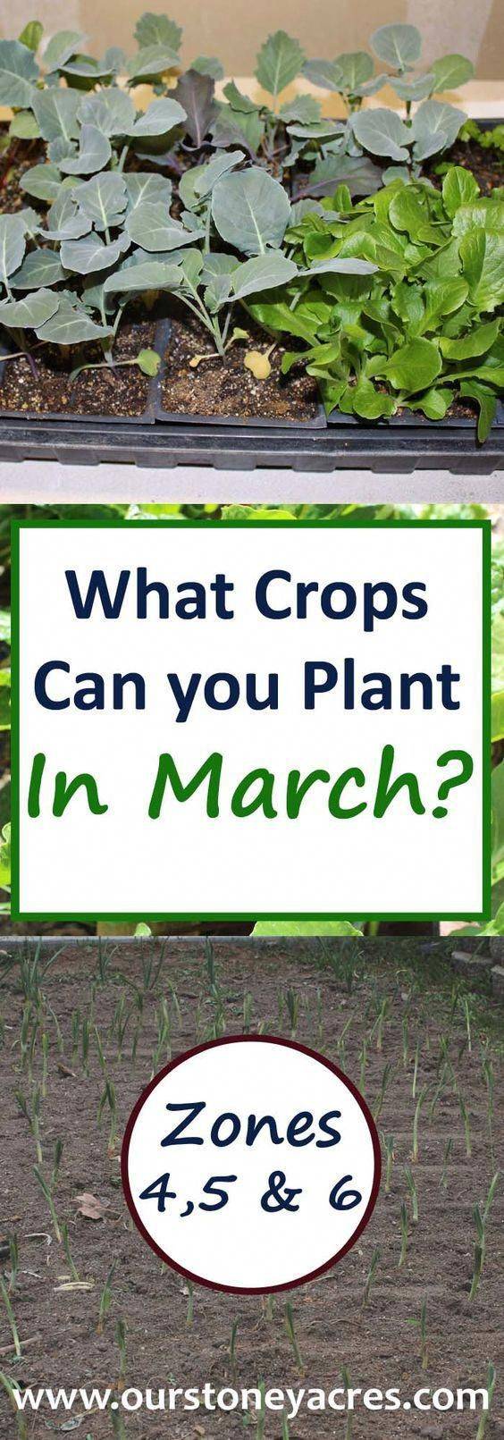 March Garden