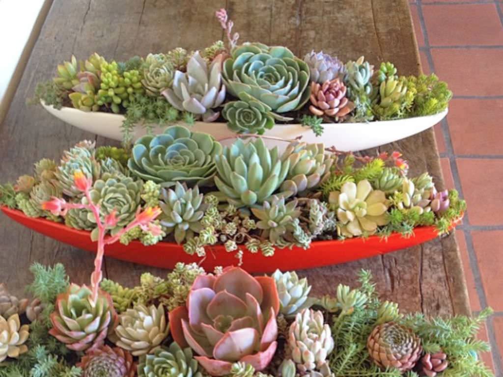 Succulent Planting Ideas