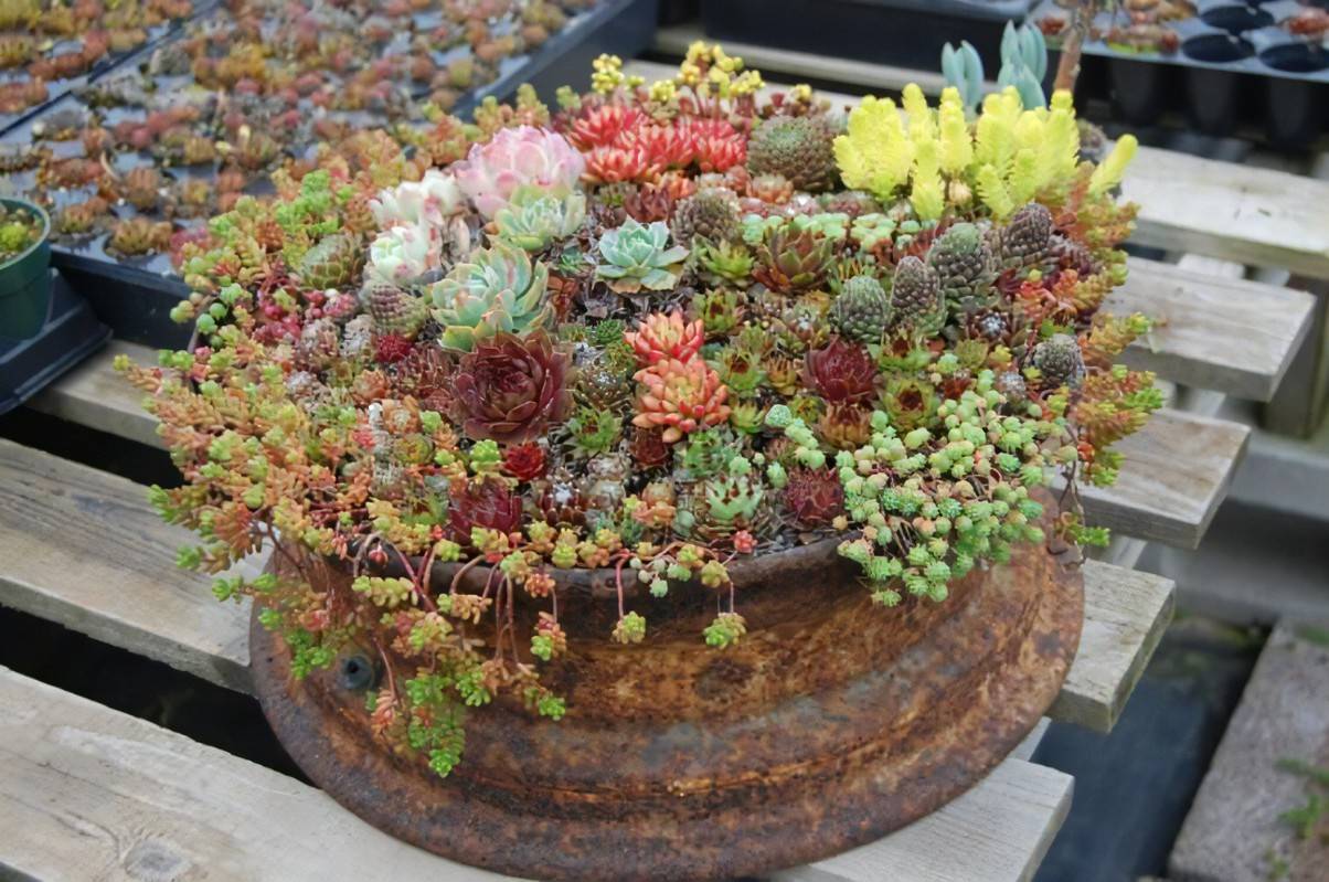 Container Garden Ideas