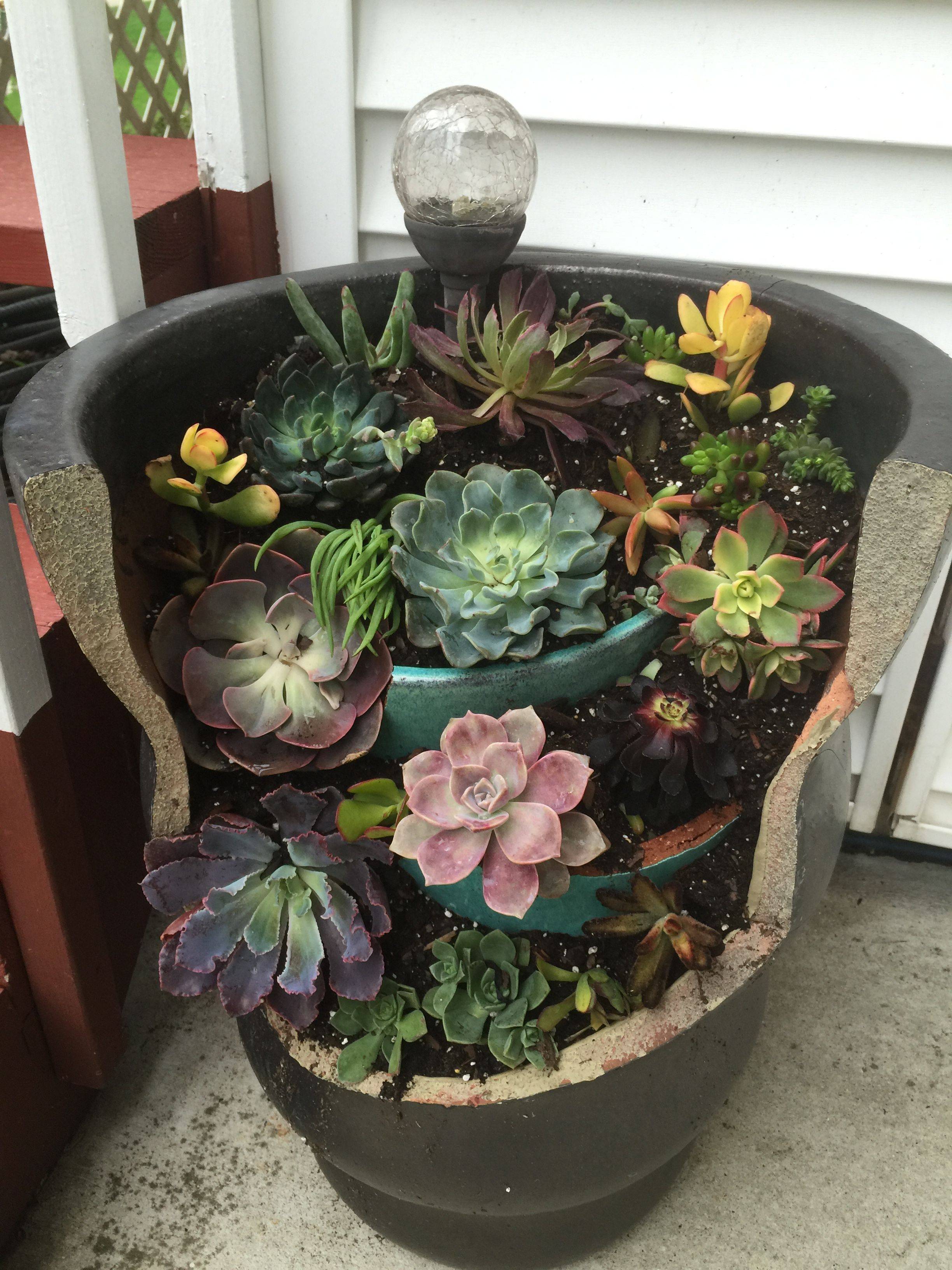 Succulent Garden Ideas