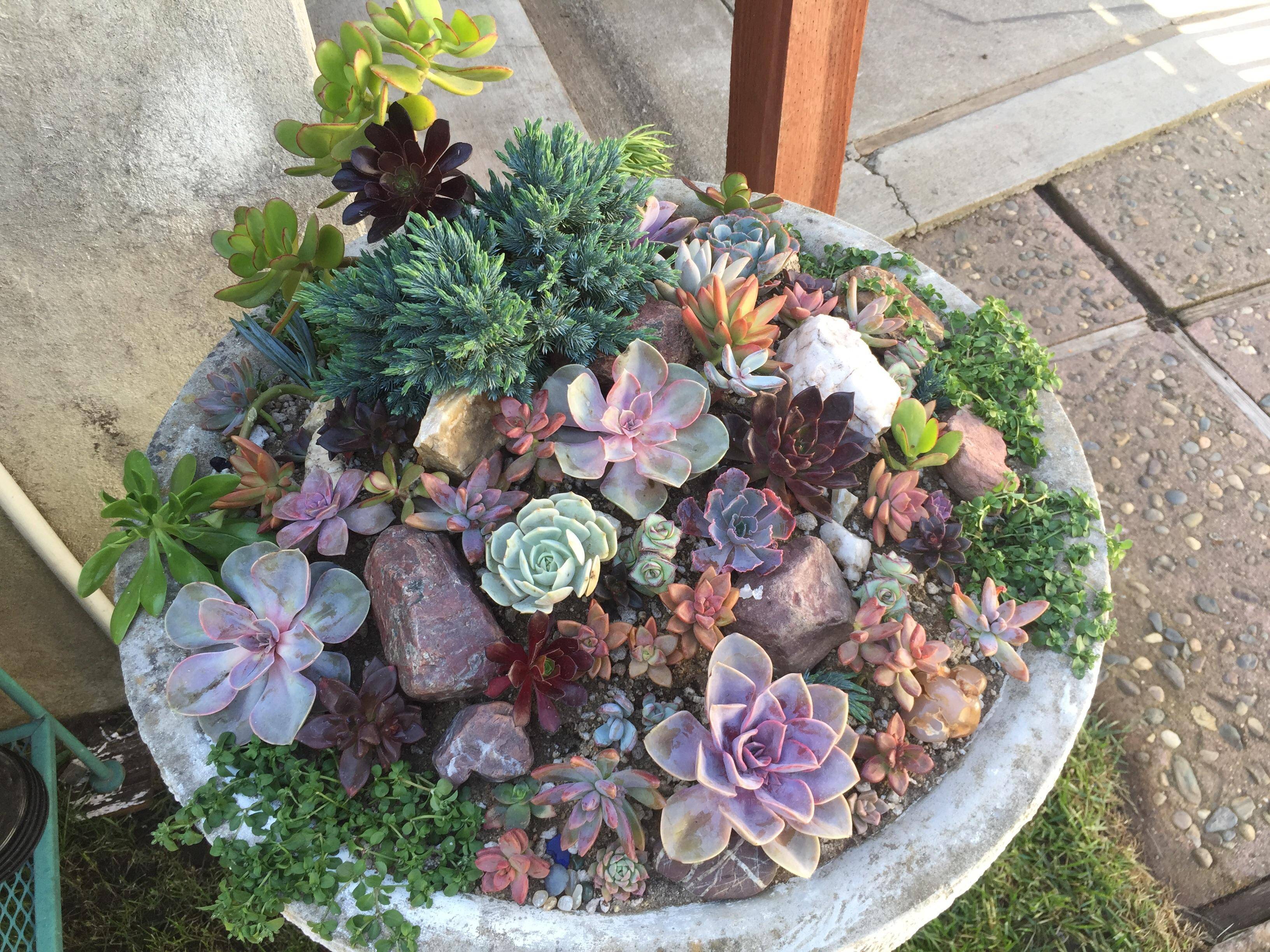 20 DIY Bird Bath Succulent Garden Ideas To Try This Year SharonSable