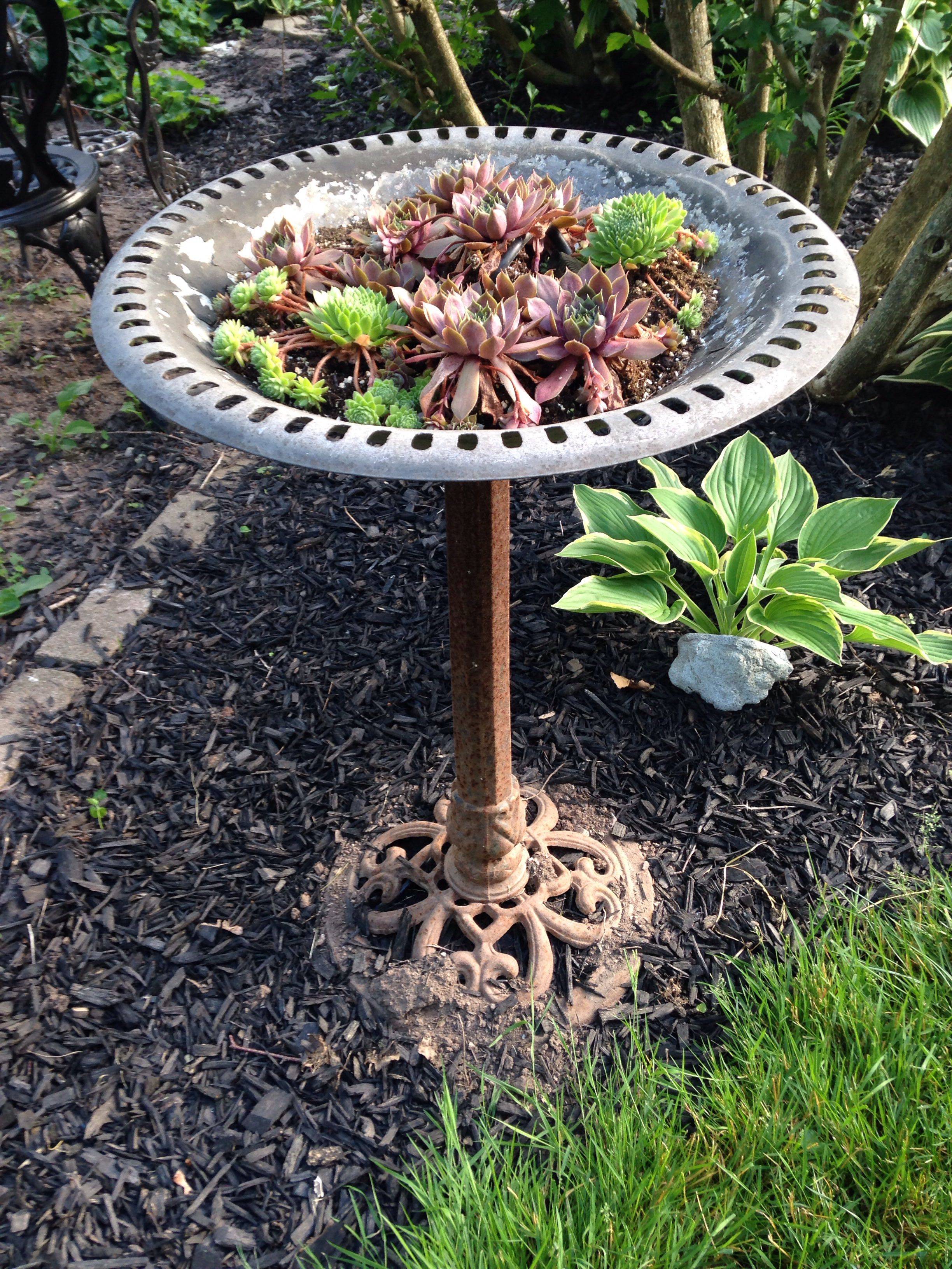 20 DIY Bird Bath Succulent Garden Ideas To Try This Year SharonSable
