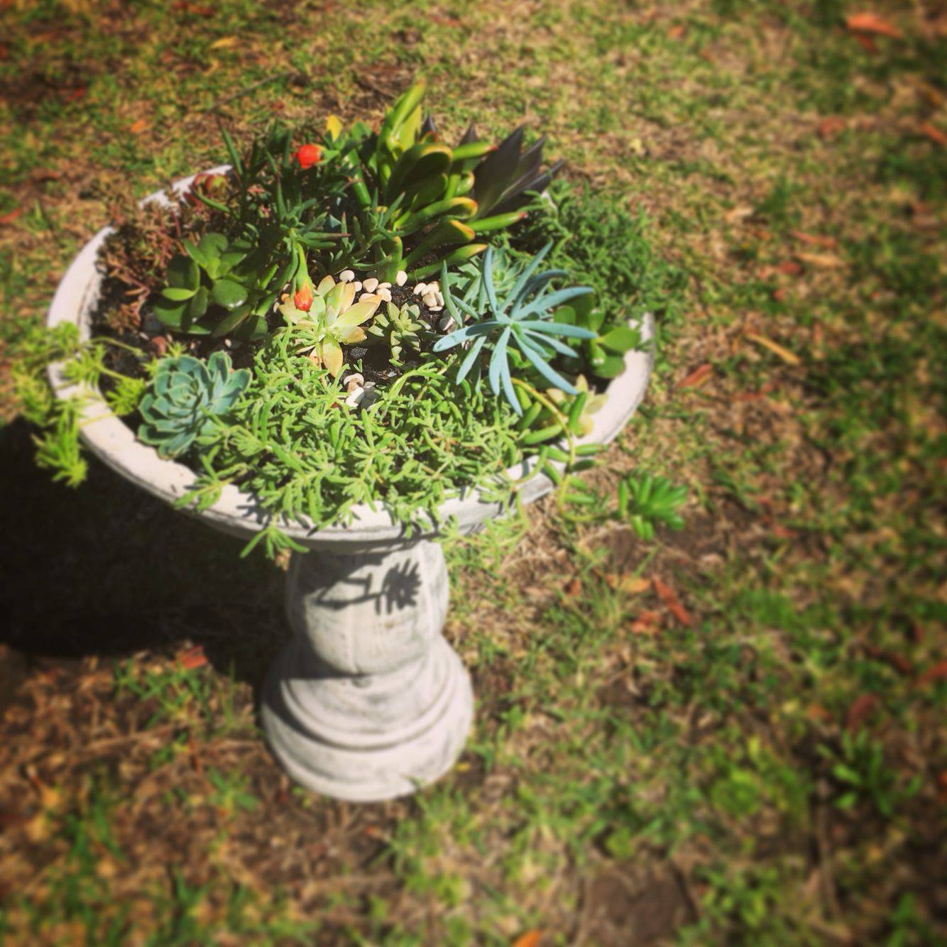 20 DIY Bird Bath Succulent Garden Ideas To Try This Year SharonSable