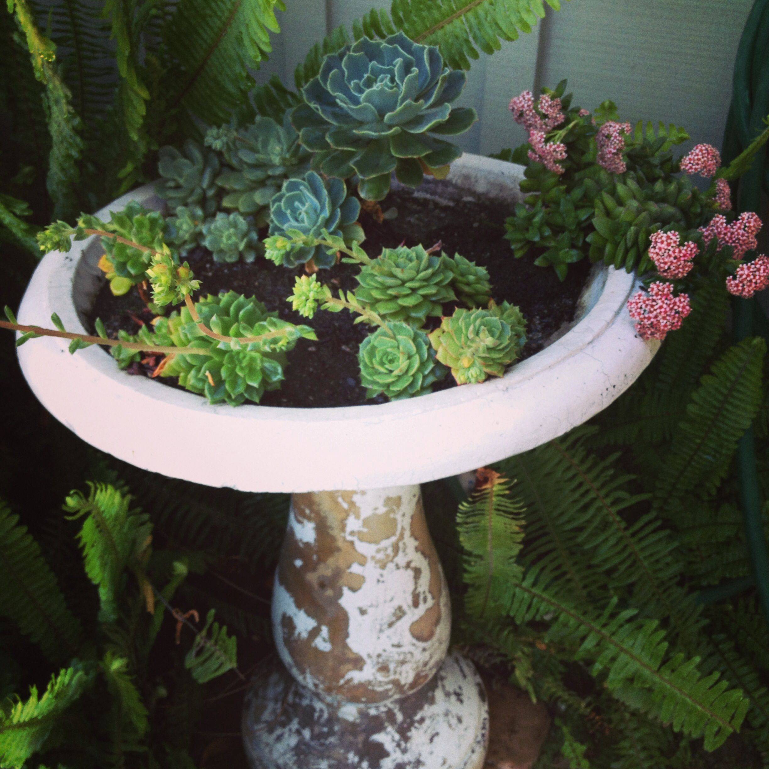 20 DIY Bird Bath Succulent Garden Ideas To Try This Year SharonSable