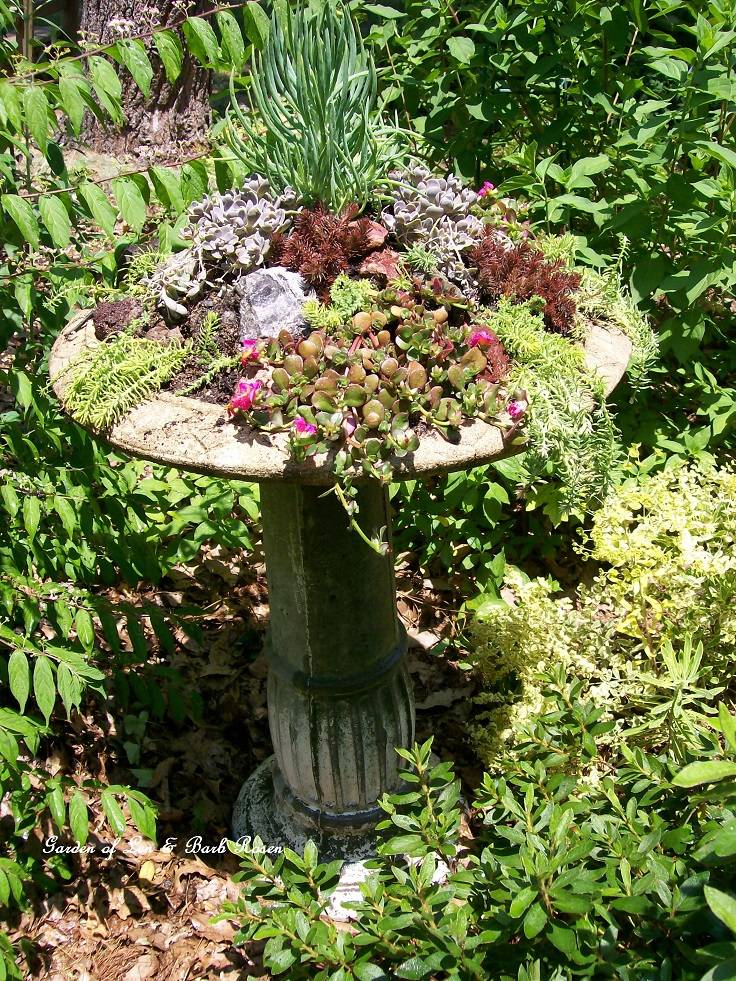 My Succulent Bird Bath