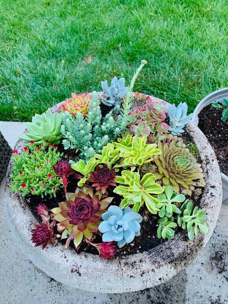 Succulent Garden Birdbath Yards Ideas