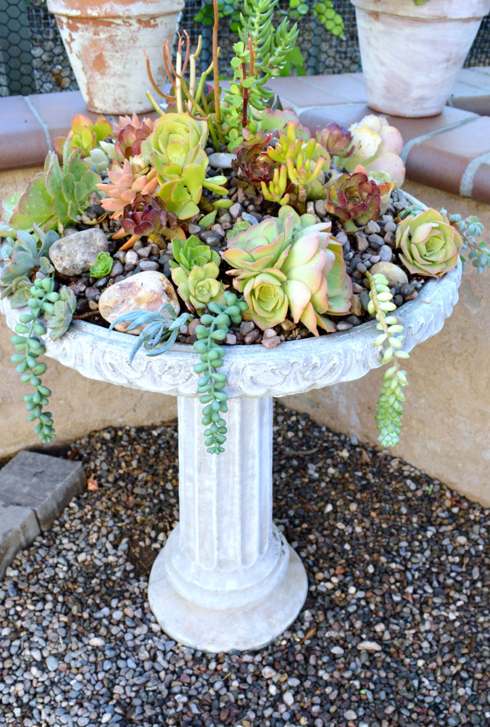 Top Diy Outdoor Succulent Garden Ideas Page