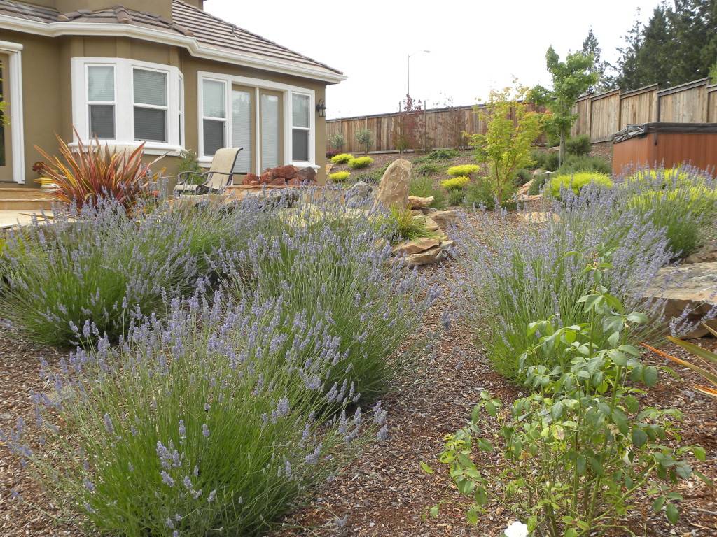 Drought Tolerant Lawn Substitutes
