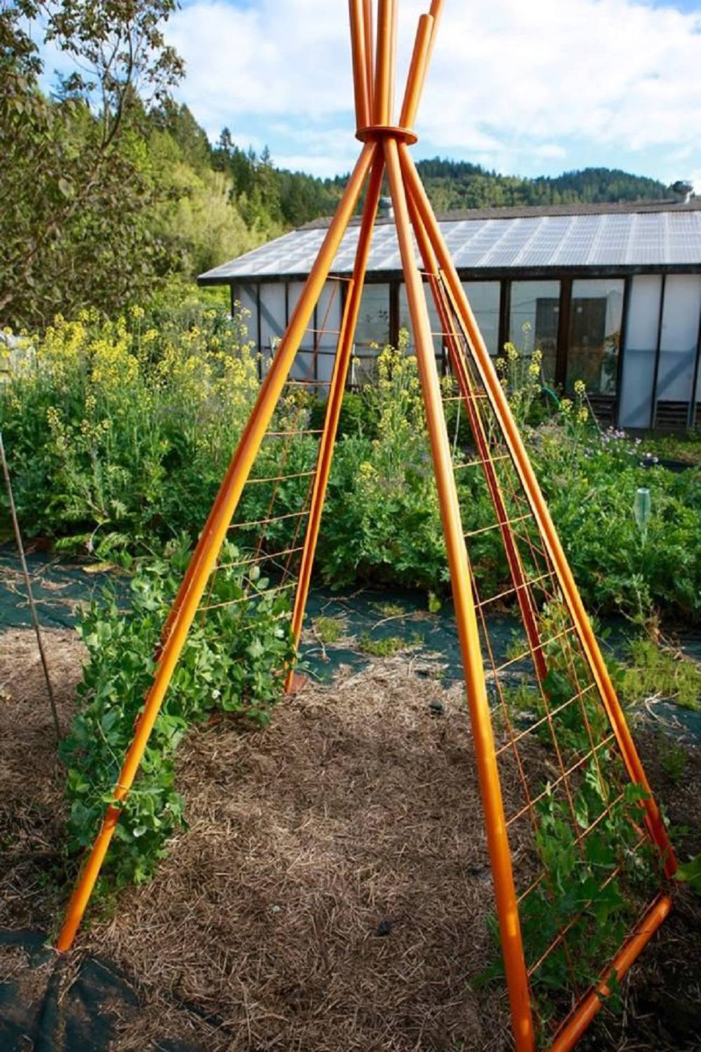 Super Backyard Privacy Cheap Garden Trellis