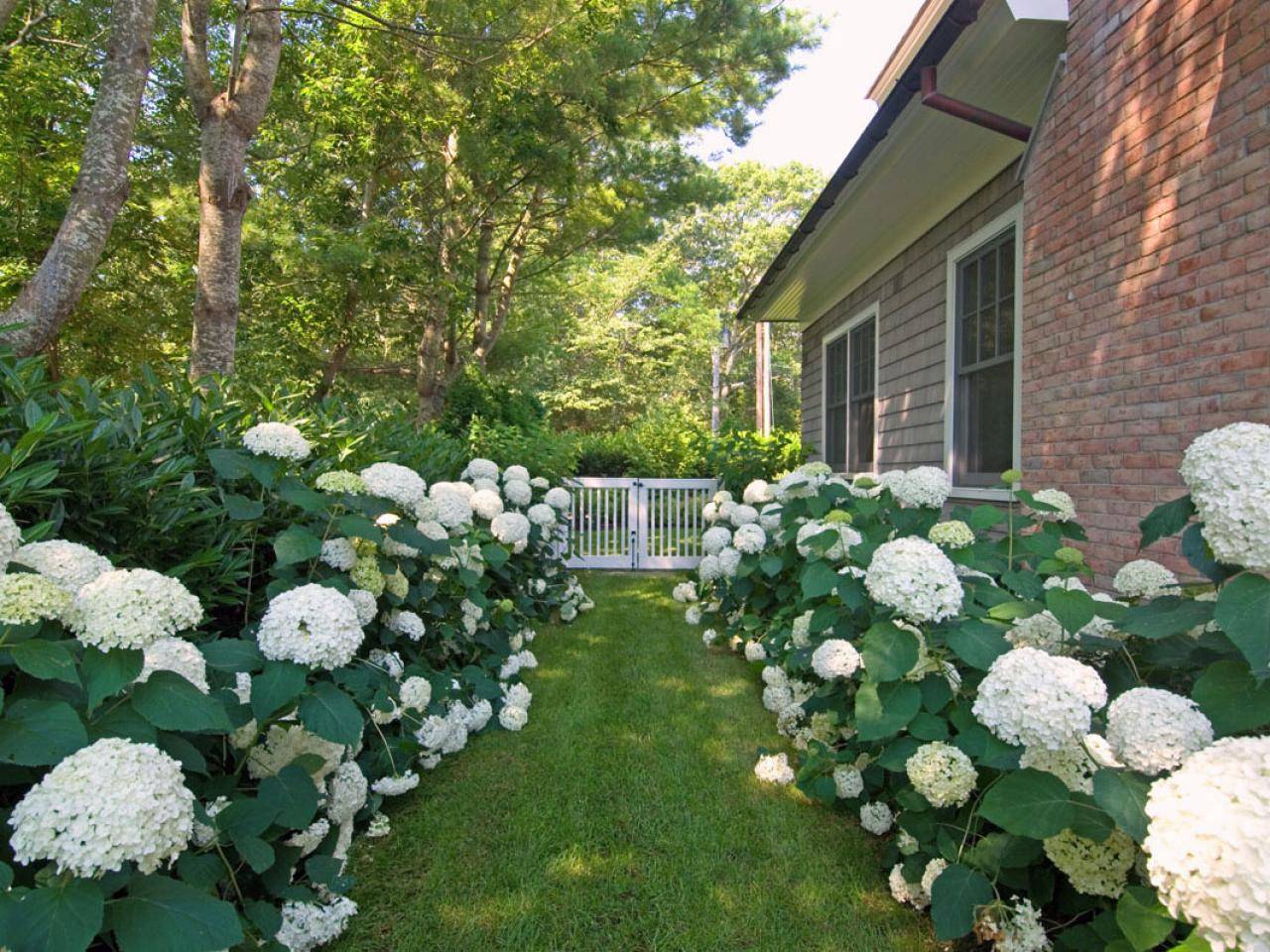 Top Gorgeous White Plants Garden Ideas