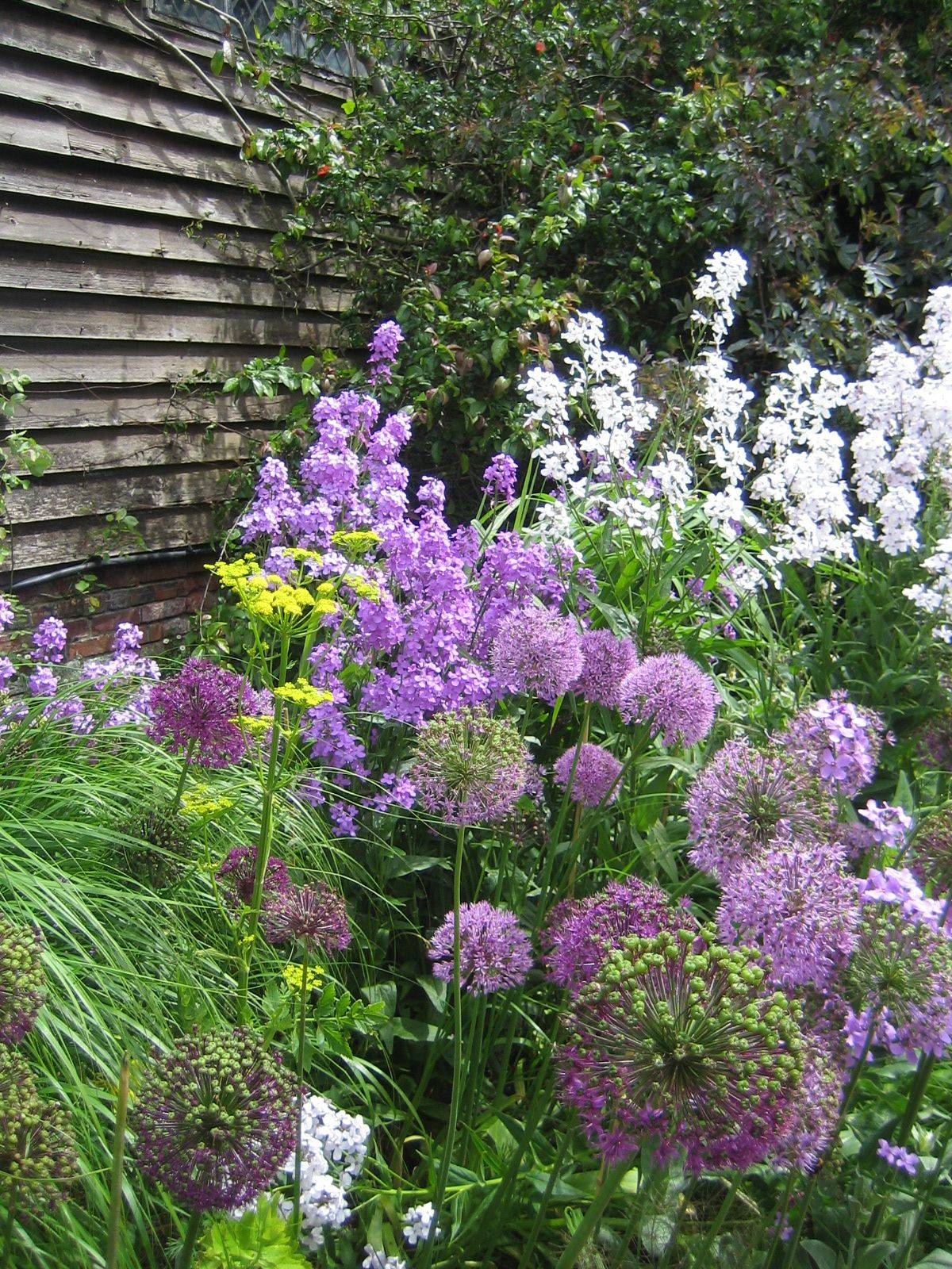 Cool The Sweetest Purple Rose Garden Ideas Httpsgardenmagzcom