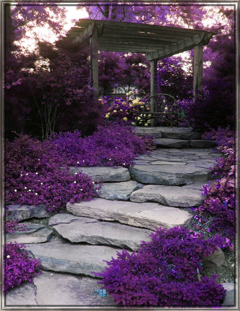 Purple Garden Ideas Costa Farms
