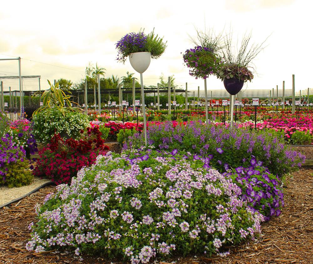 Purple Garden Ideas Costa Farms