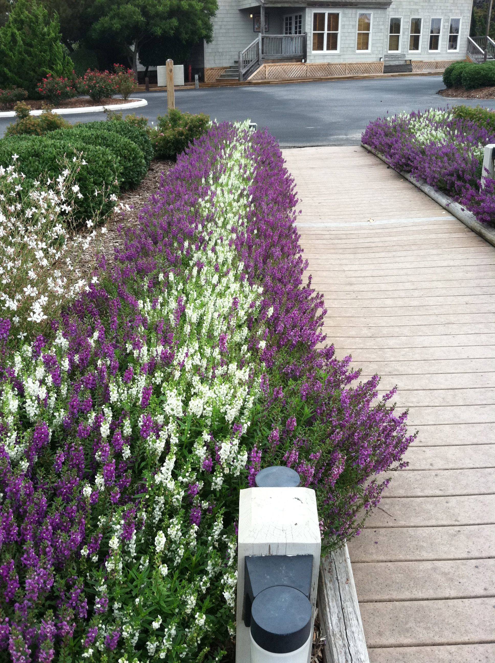 Purple Garden Ideas Costa Farms