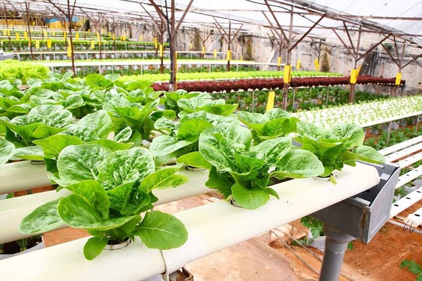 Inspiring Hydroponic Gardening Ideas Page