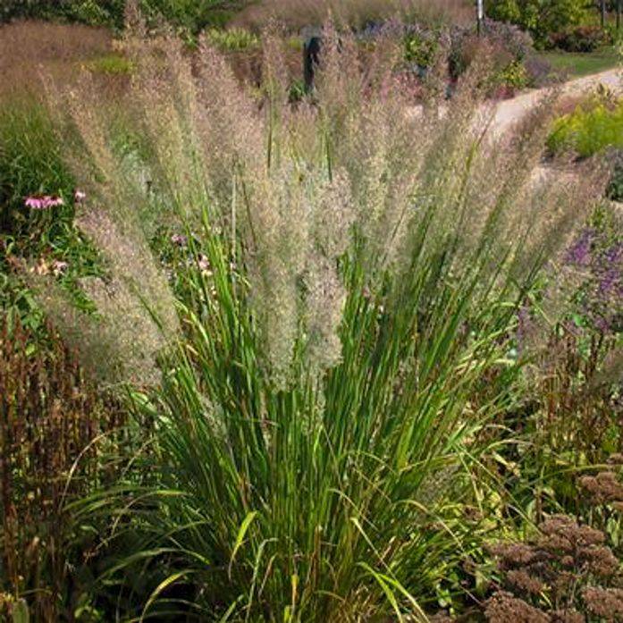 Brilliant Diy Rain Garden Ideas
