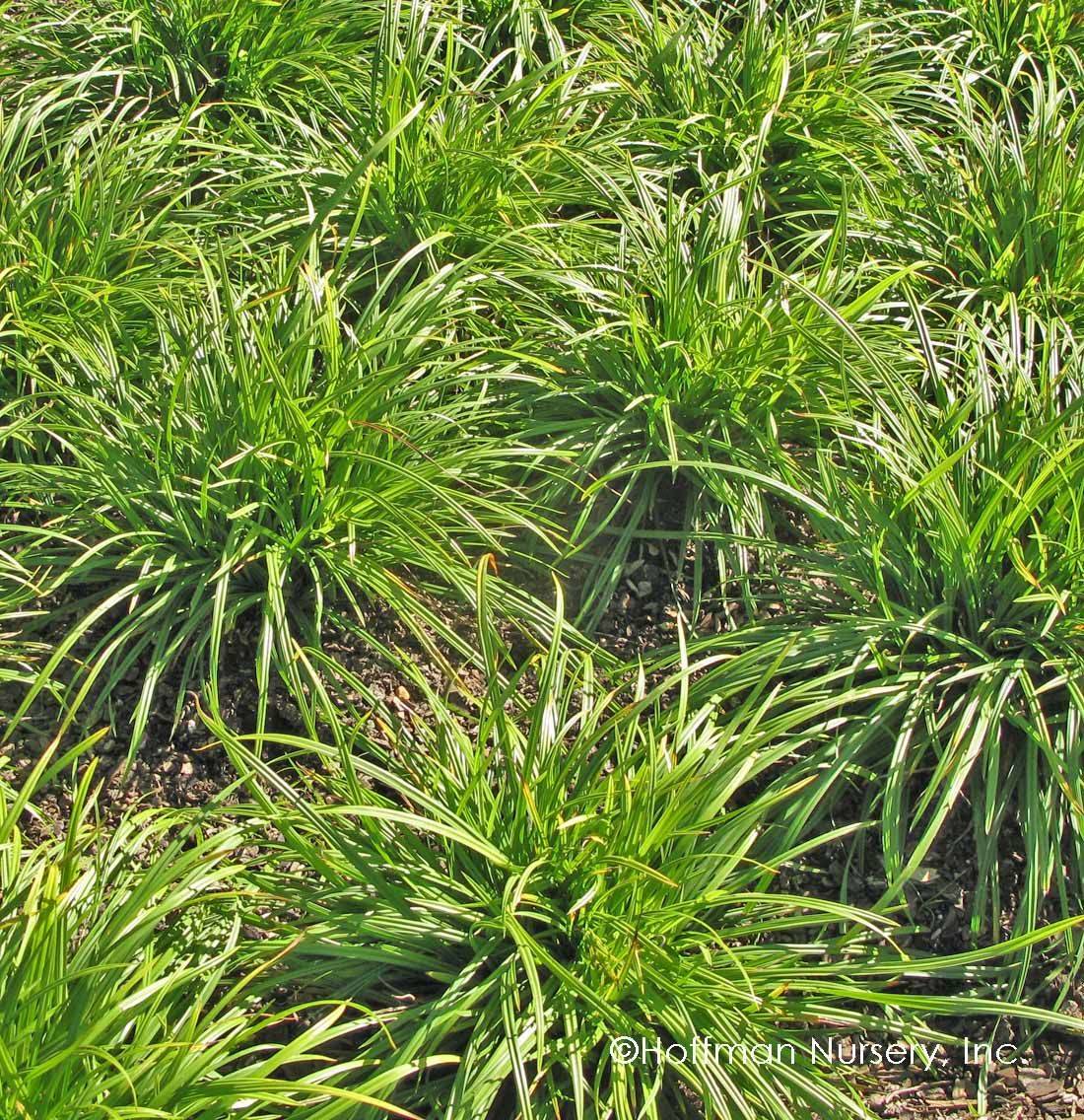 Brilliant Diy Rain Garden Ideas