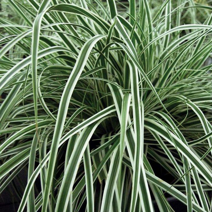 Sweet Flag Plants