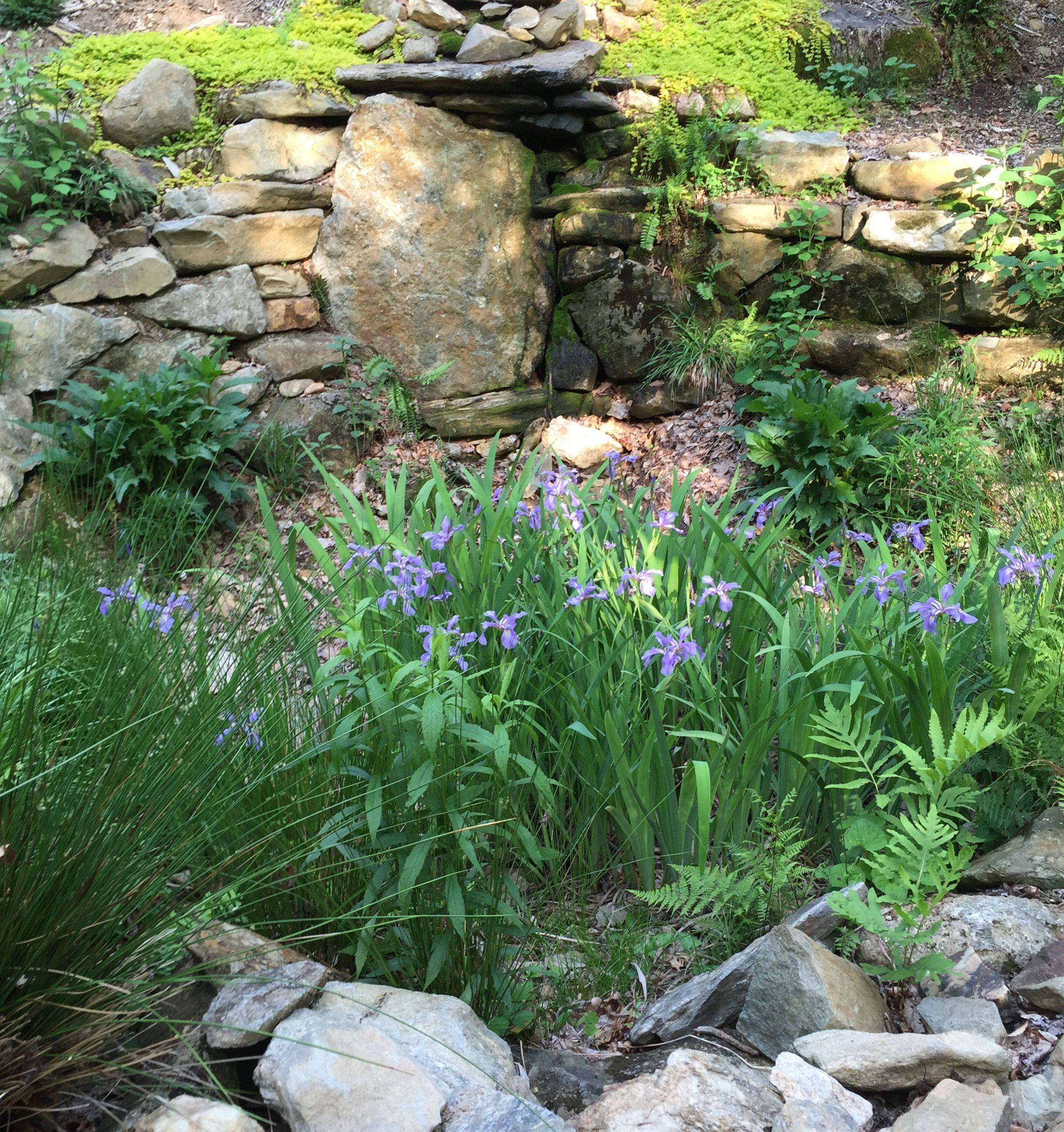 20 Rain Garden Shrubs Ideas To Consider SharonSable