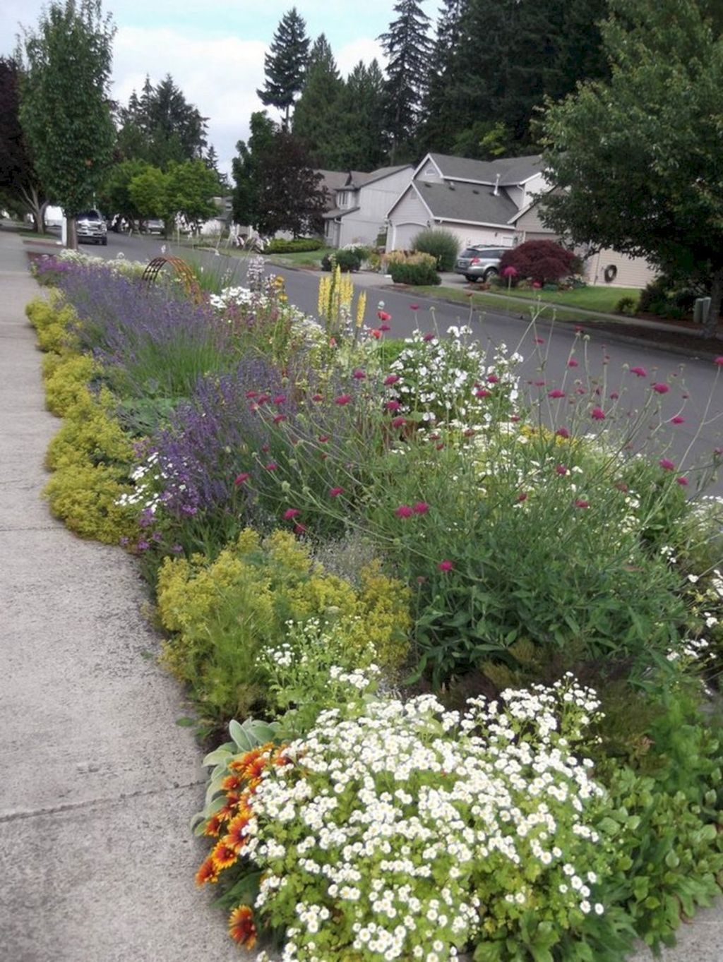 Rain Garden Plants Ideas Plants