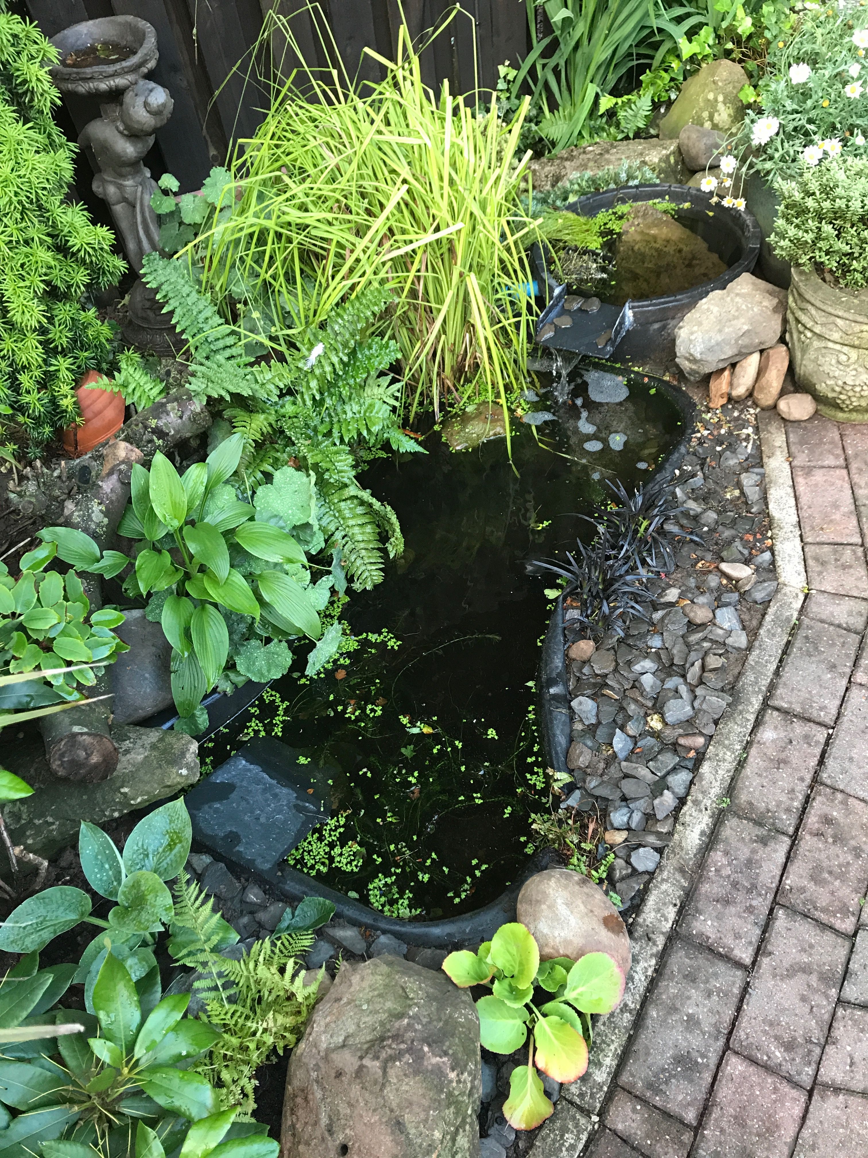 Hostas Garden Pond Design
