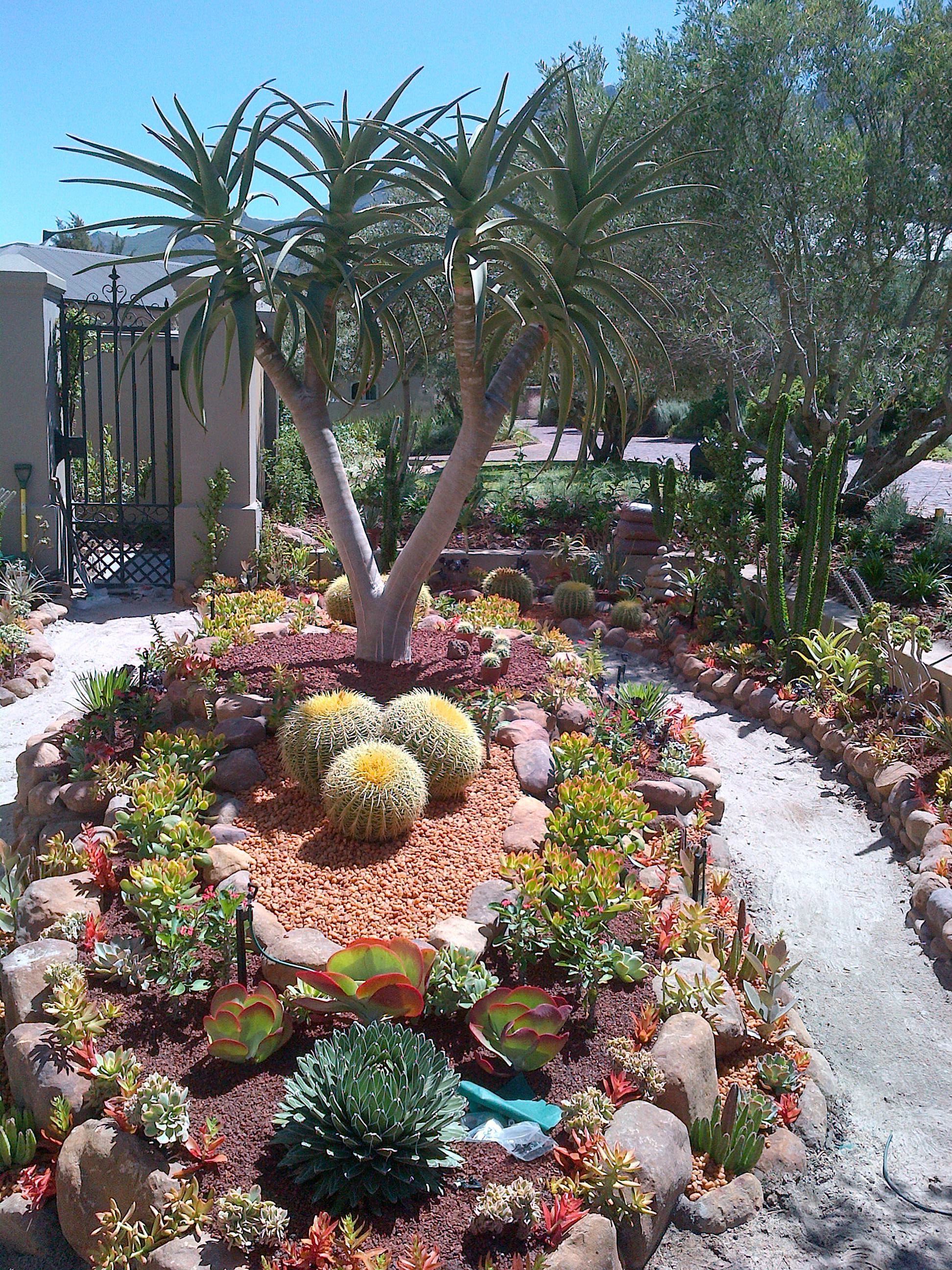 Spectacular Desert Garden Design Ideas