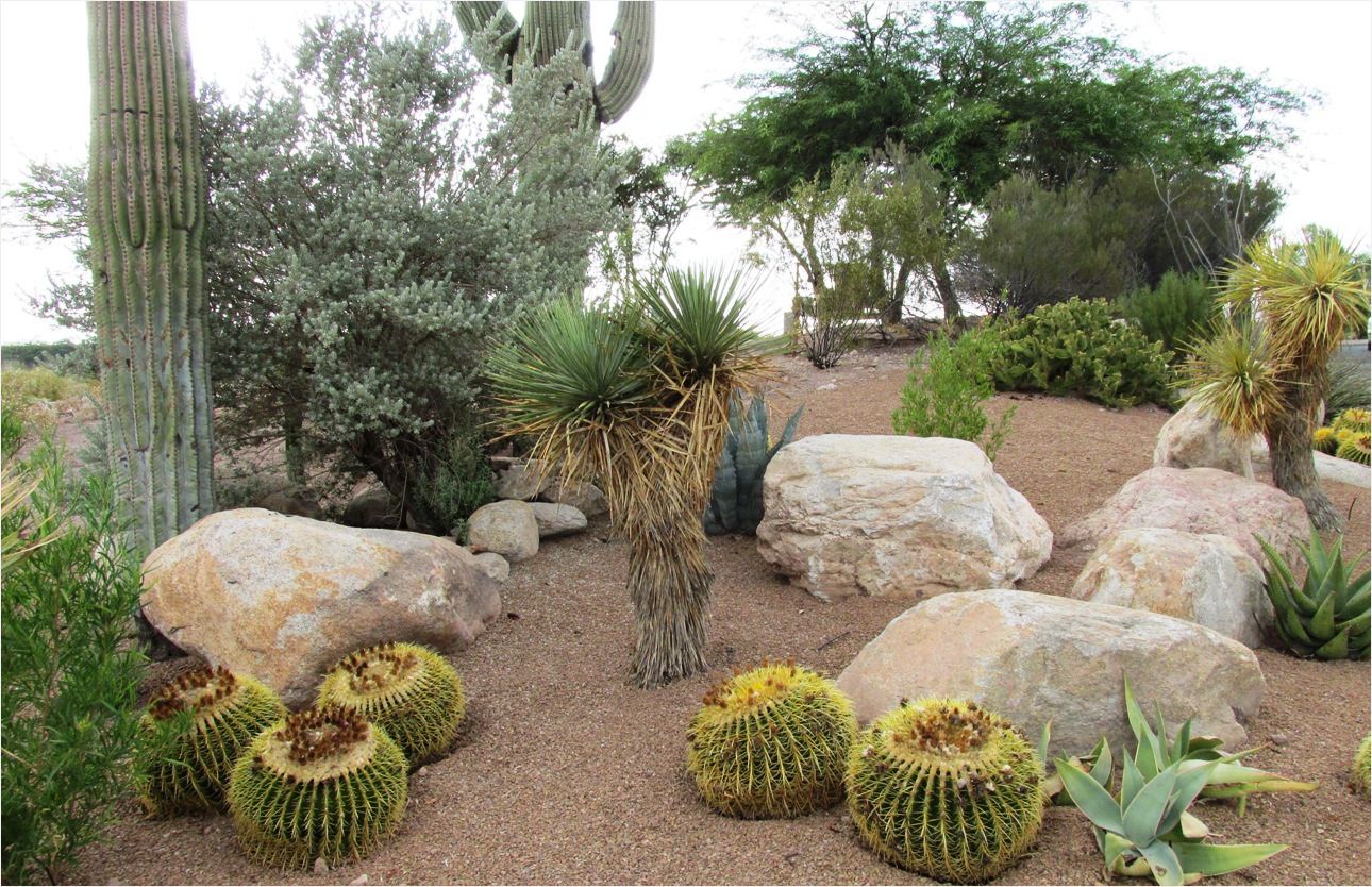 Top Best Desert Landscaping Ideas Drought Tolerant Plants