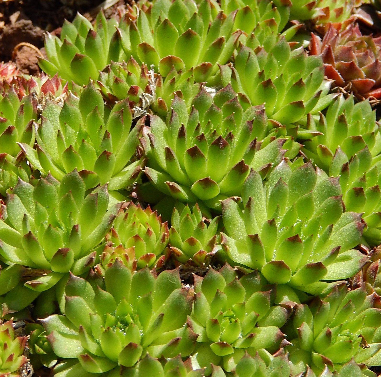 Perennial Ground Cover