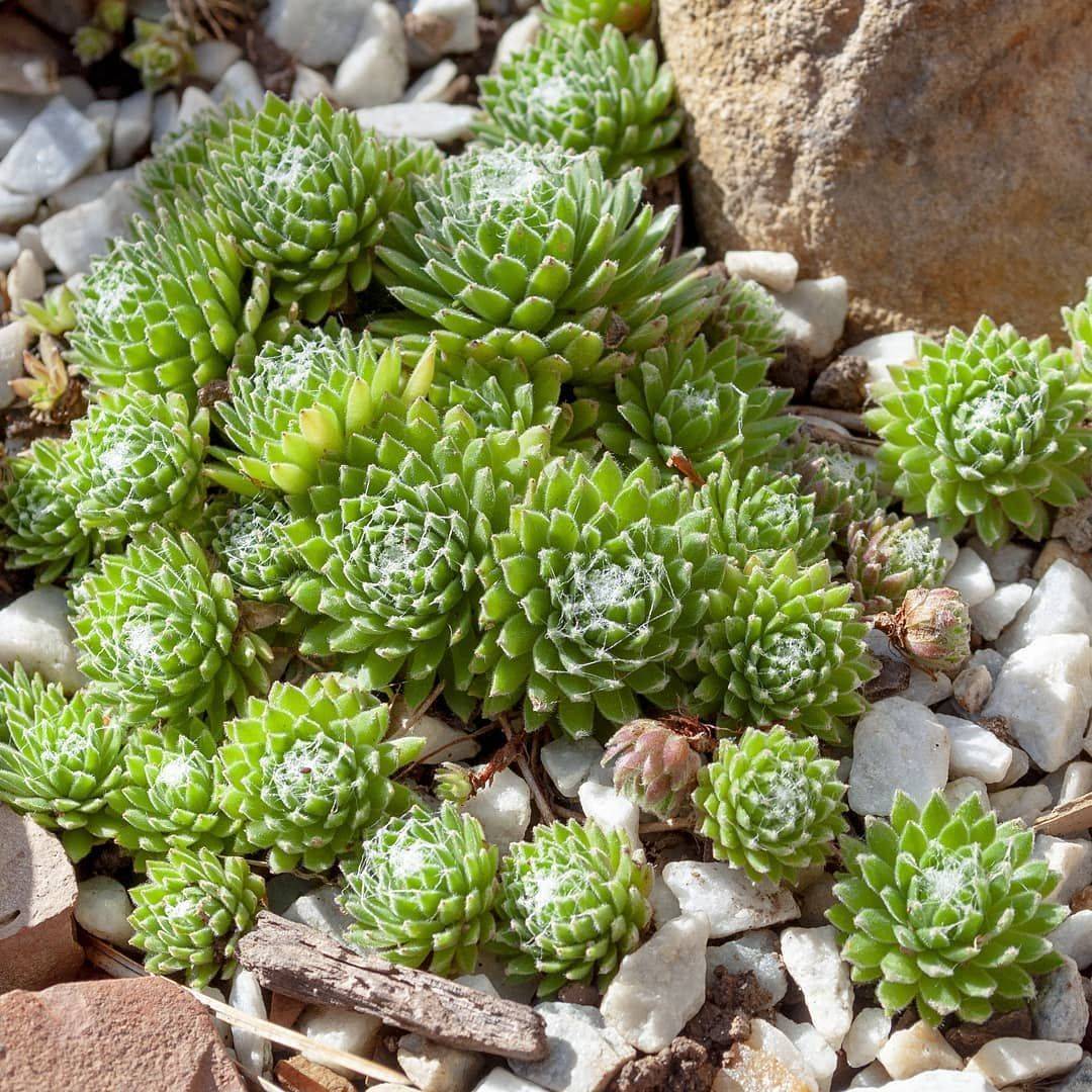 Mixed Sedum Echivera Lampranthus Plug Plants