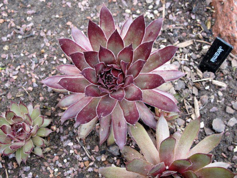 Mixed Sedum Echivera Lampranthus Plug Plants