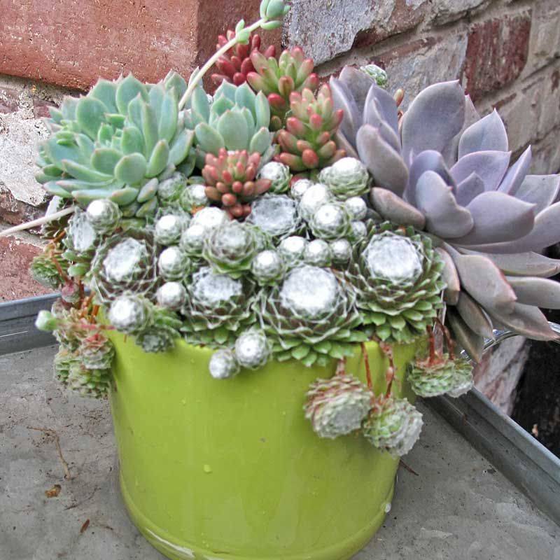 Our Mini Rock Garden Succulents