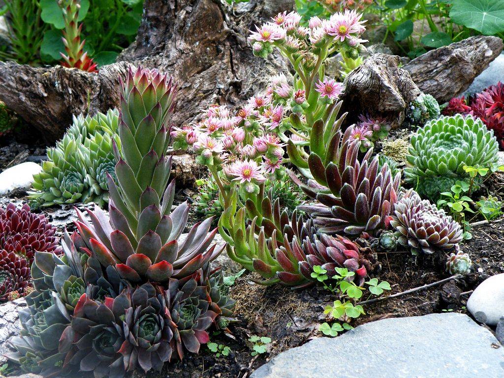 Choco Rock Garden