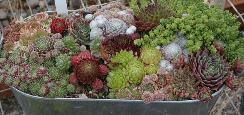 Gardening Tips