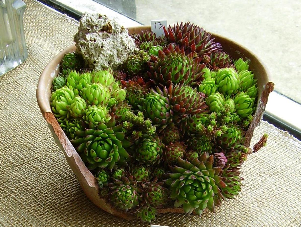 Gardening Tips