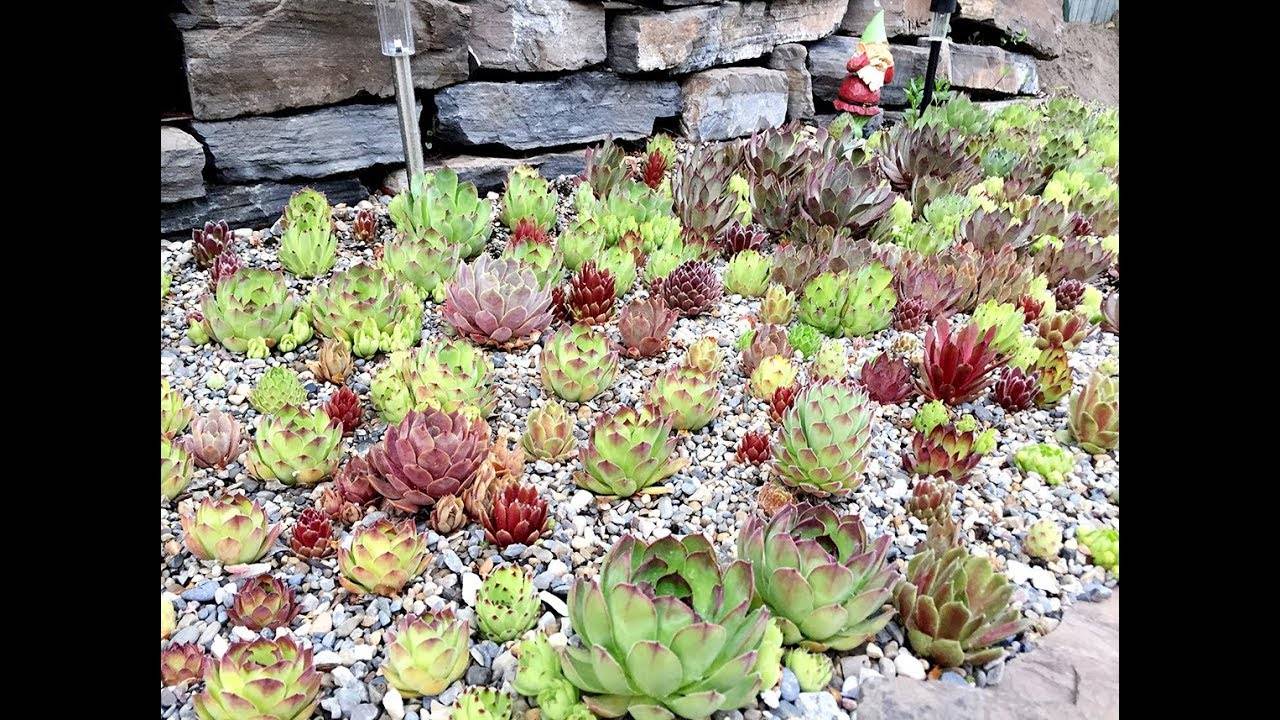 Rock Garden Halloween Decorations
