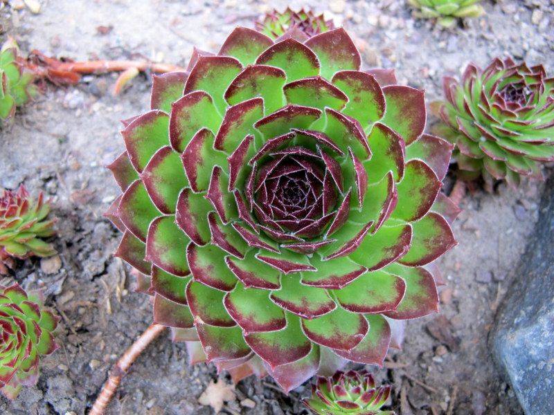 Sempervivium Commander Kay