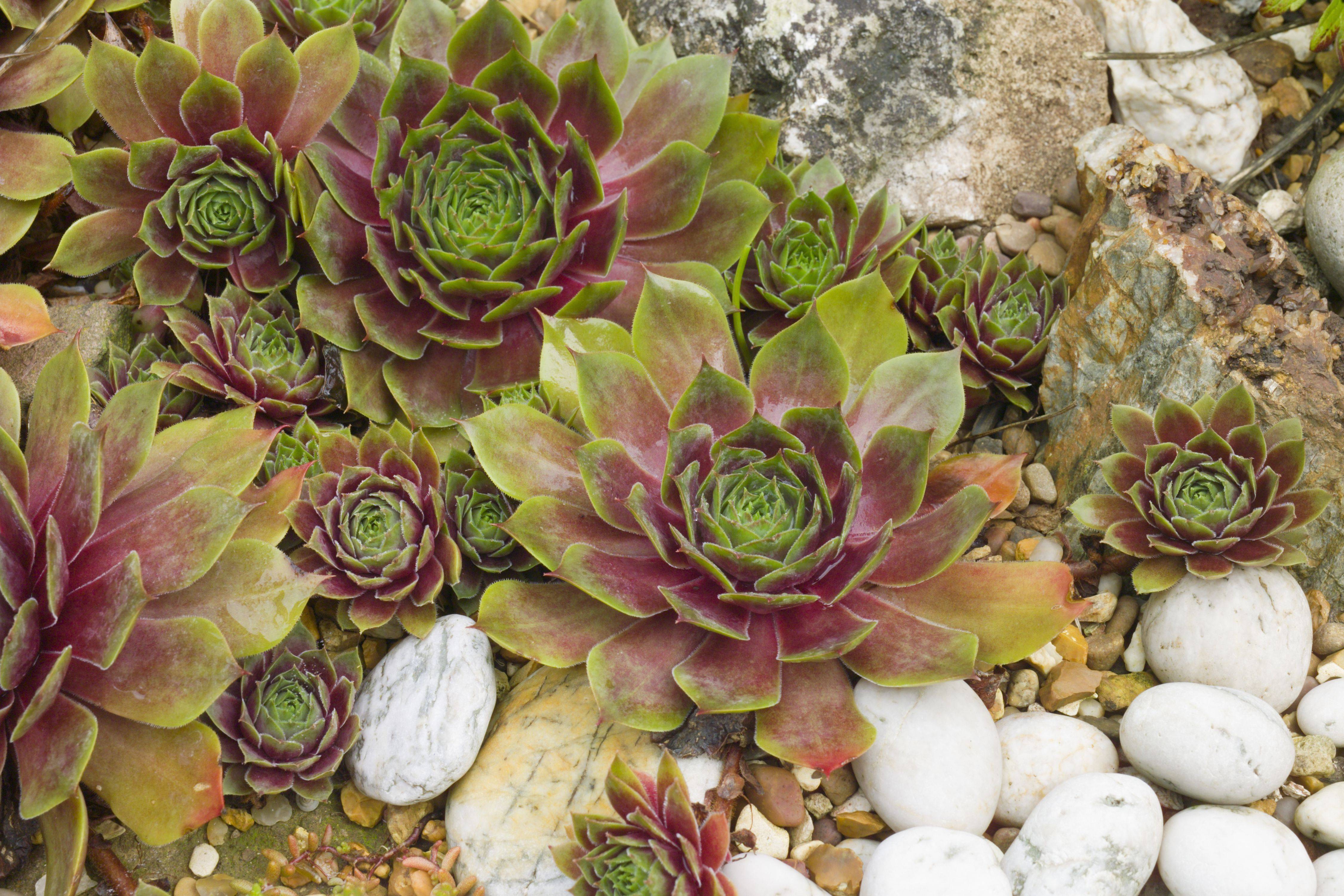 Sempervivum Arachnoideum Cobweb Sempervivum