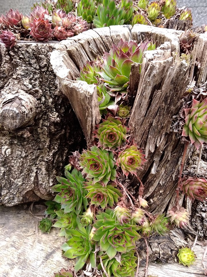 Sempervivum Arachnoideum Rock Garden Plants